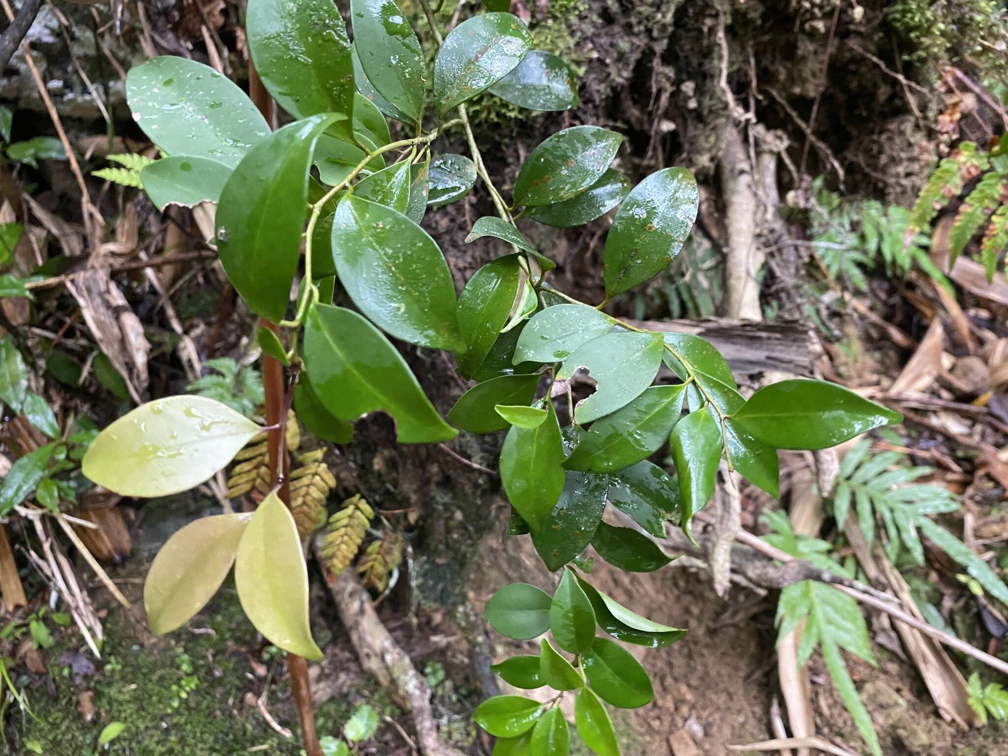 صورة Ilex goshiensis Hayata