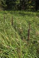 Image of black false hellebore