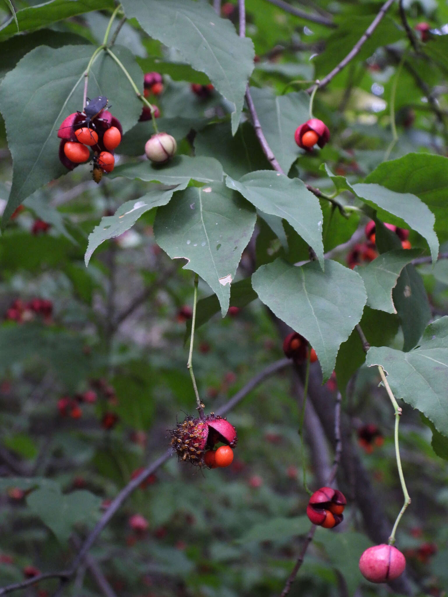 Image of Euonymus oxyphyllus Miq.