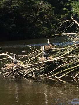 Image of Australian Pied Cormorant