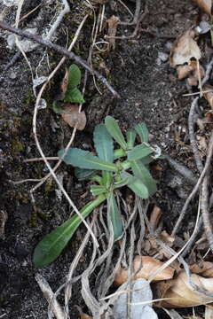 Image of Leontodon tenuiflorus (Gaudin) Rchb.