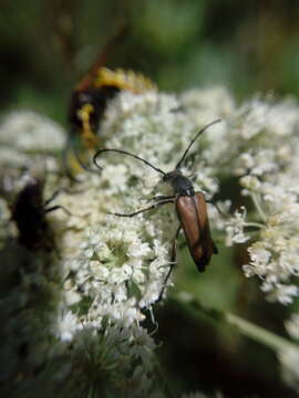 Image of Anastrangalia reyi (Heyden 1889)