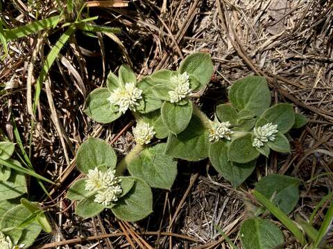 صورة Alternanthera pumila Stützer