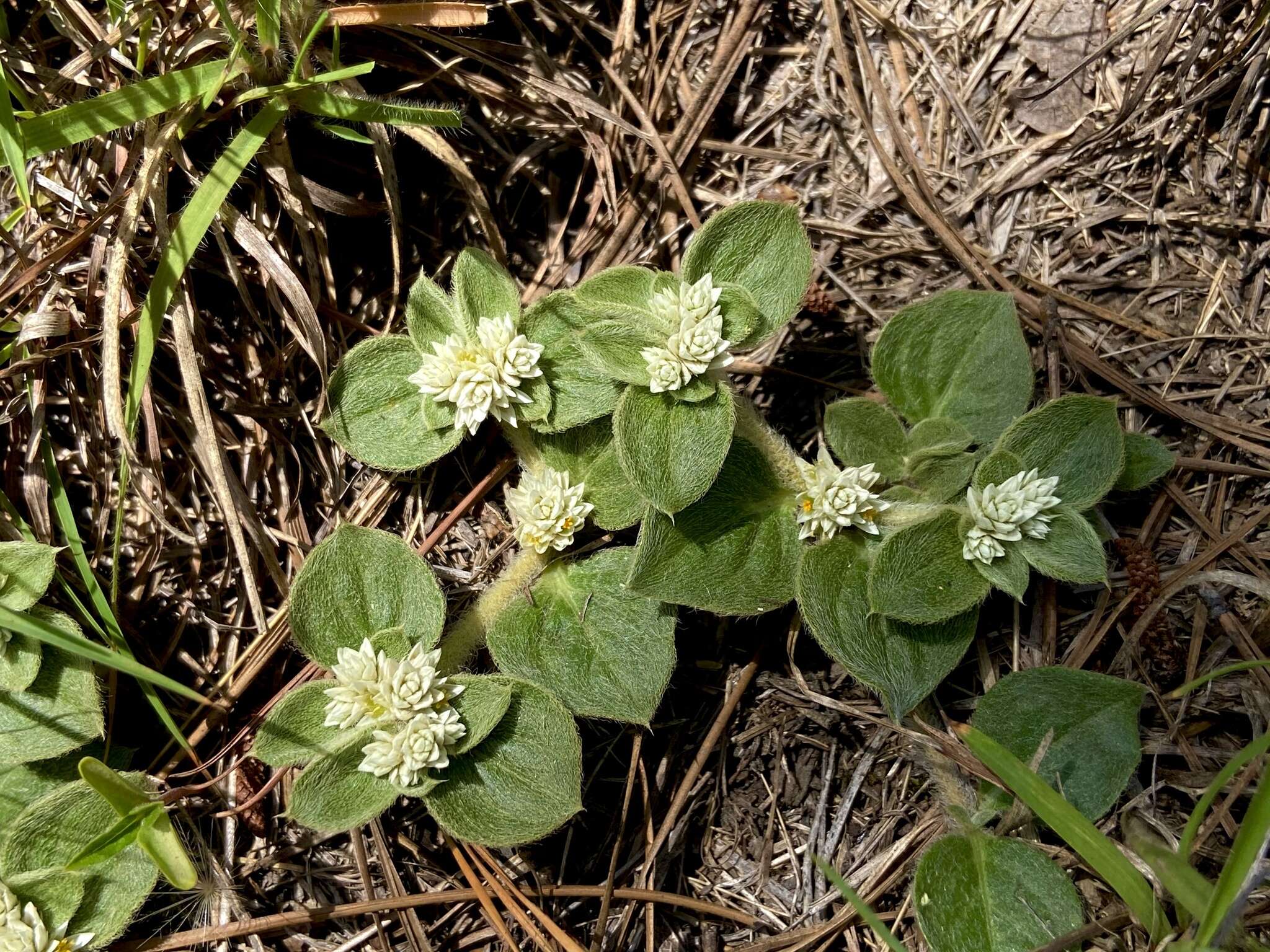 Image of Alternanthera pumila Stützer