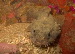 Image of Pleated toadfish