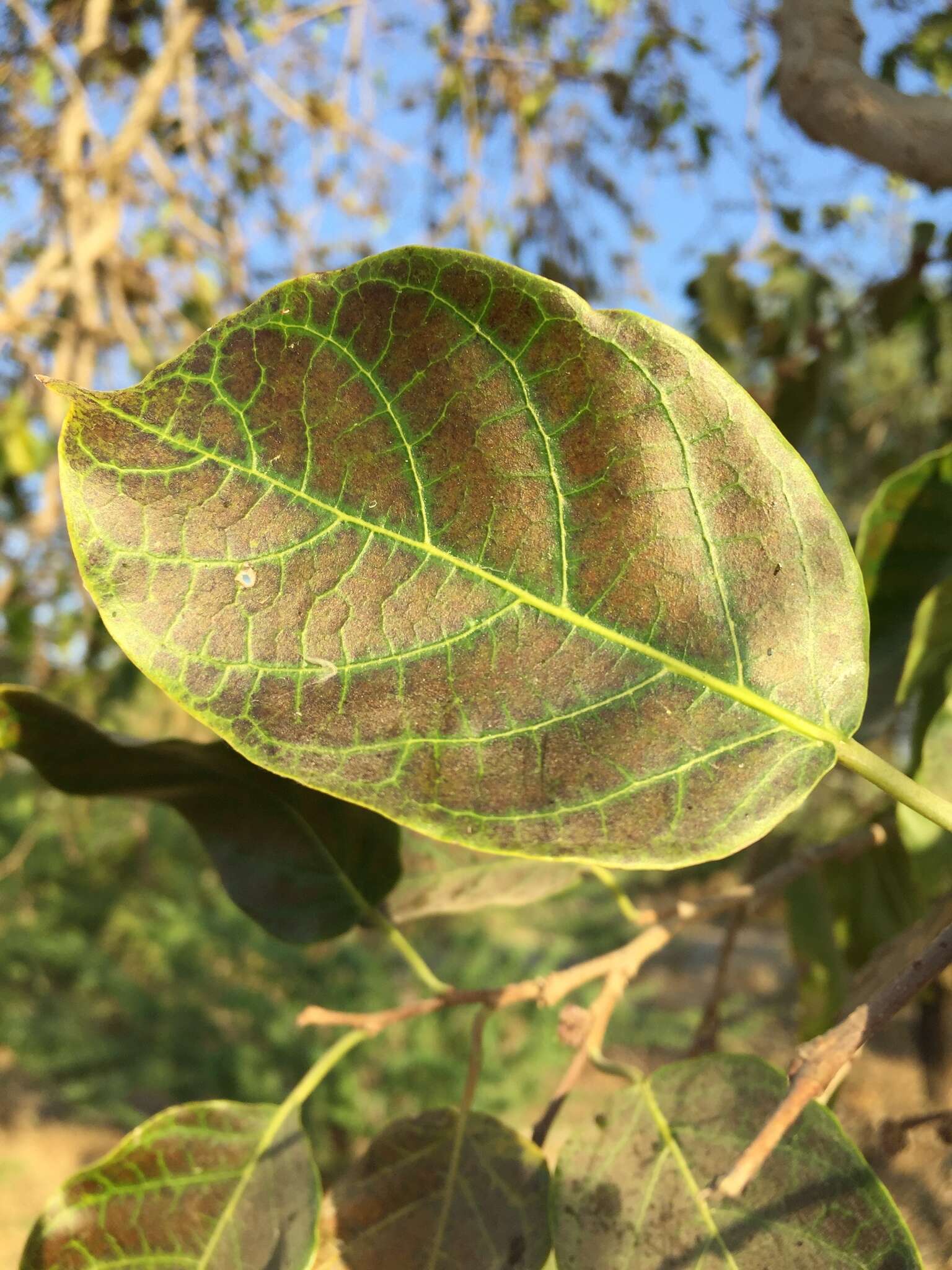 Image de Holoptelea integrifolia (Roxb.) Planch.