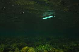 Image of Dusky sea garfish