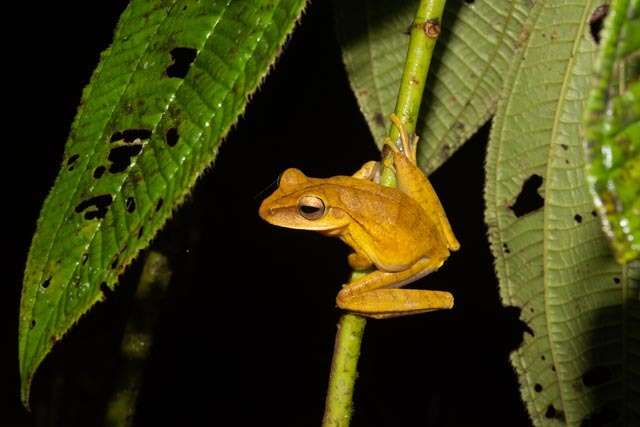 Imagem de Boana multifasciata (Günther 1859)