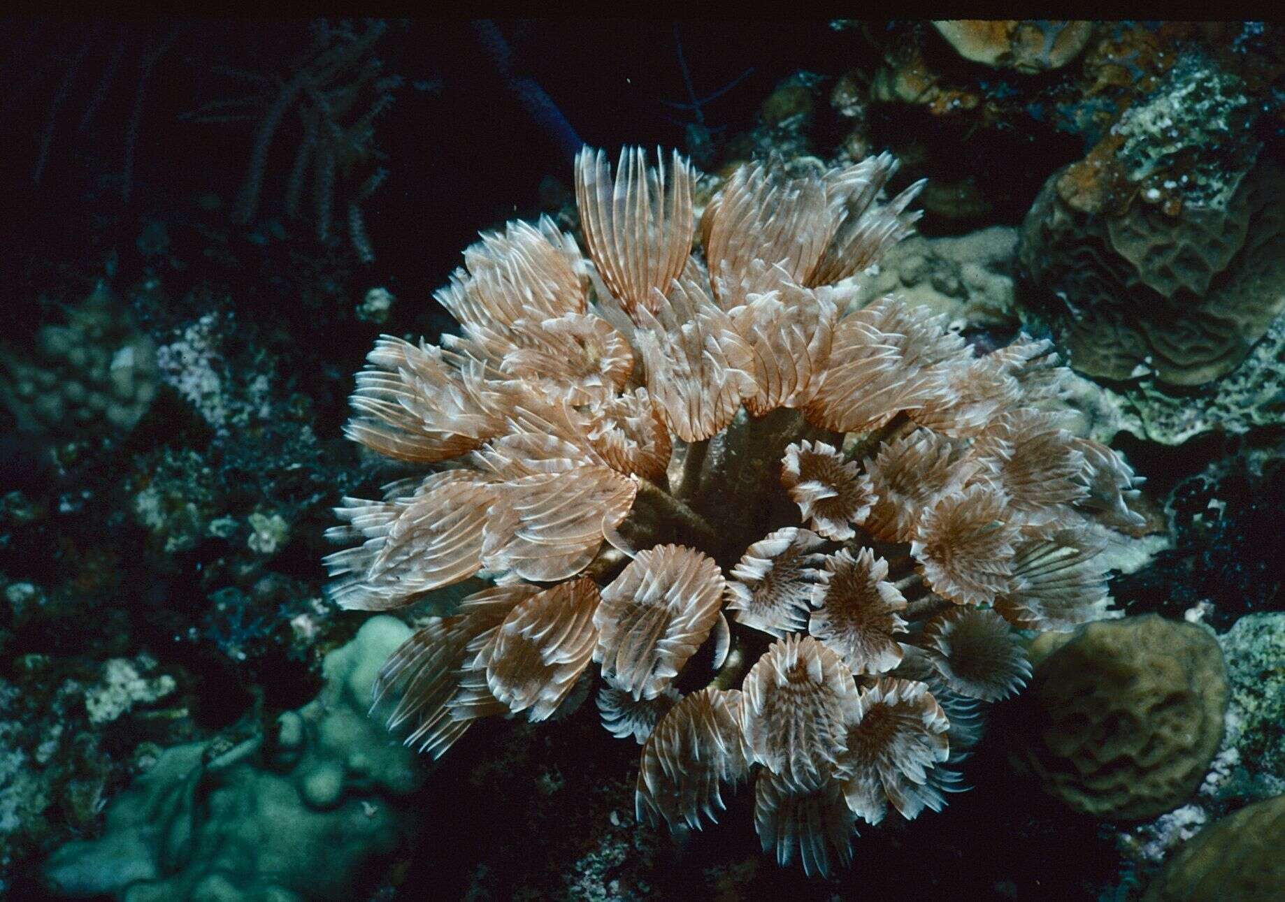 Image of Social feather duster