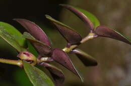 Image of <i>Codonanthopsis crassifolia</i>