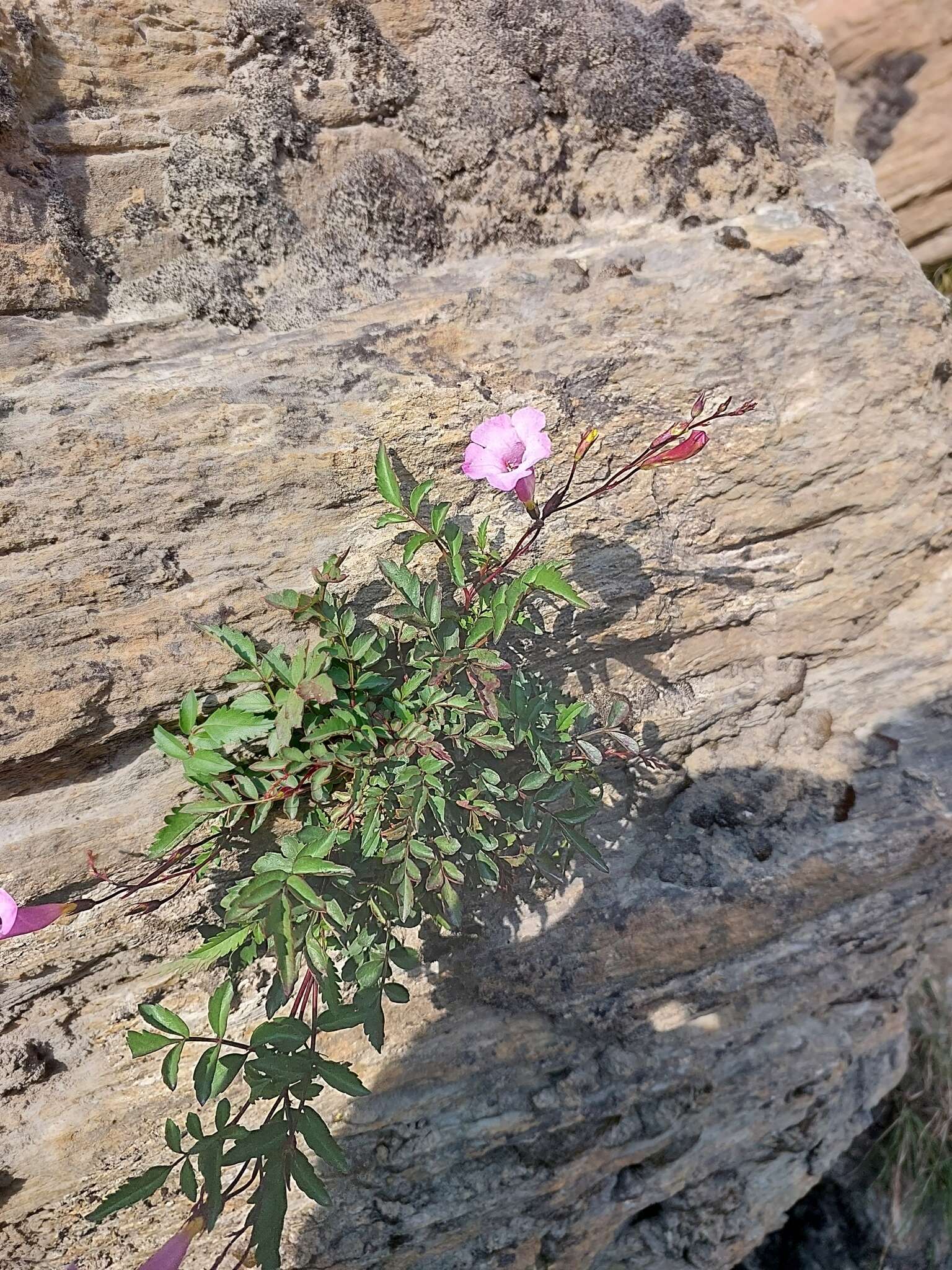 Image of Incarvillea diffusa Royle