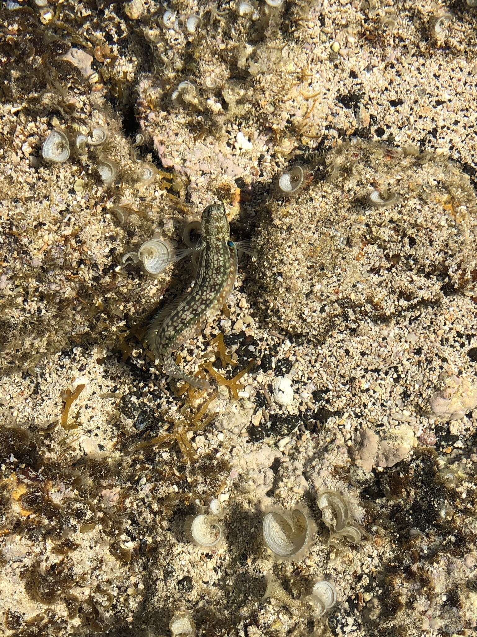 Blenniella gibbifrons (Quoy & Gaimard 1824) resmi