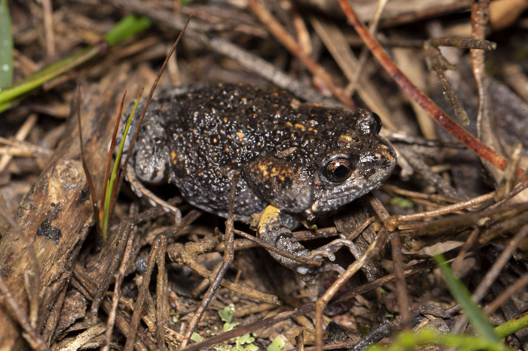 Image of Martin's Toadlet