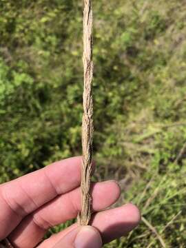 Image of Gulf Cord Grass