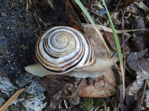 Image of Caucasotachea vindobonensis (C. Pfeiffer 1828)