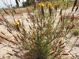 Image of Tagetes subulata Cerv.