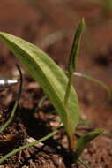 Image of <i>Ophioglossum <i>polyphyllum</i></i> var. polyphyllum