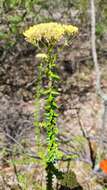 Plancia ëd Cassinia denticulata R. Br