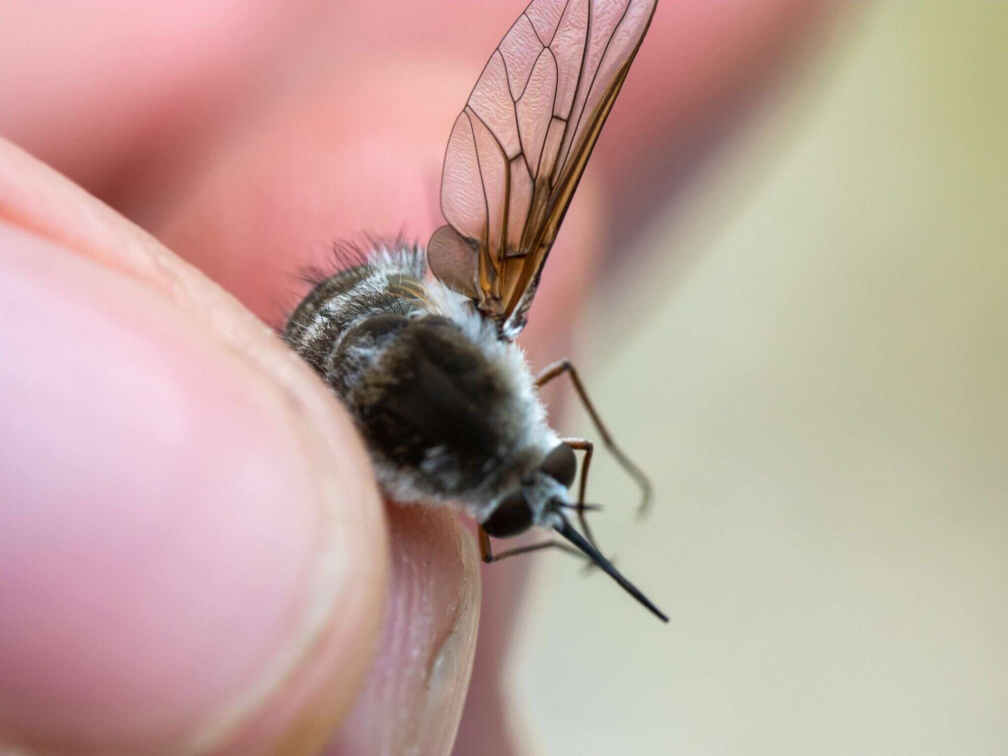 Image of Bombylius incanus Johnson 1907