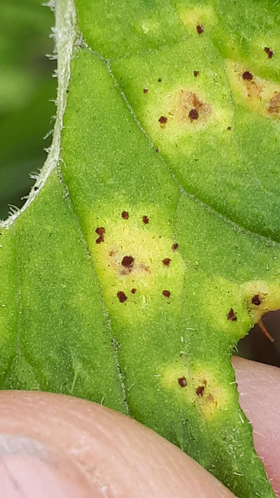 Imagem de Puccinia cnici H. Mart. 1817