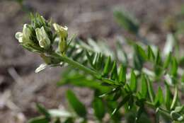 Image de Oxytropis evenorum Jurtzev & A. P. Khokhr.