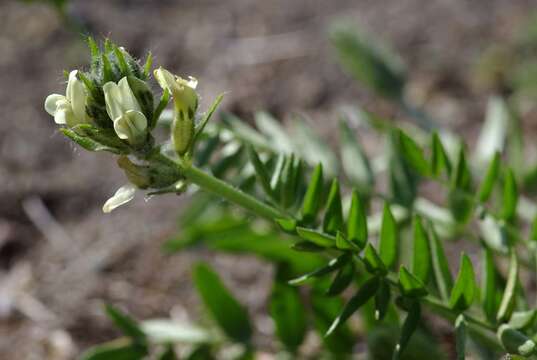 Image de Oxytropis evenorum Jurtzev & A. P. Khokhr.