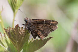 Image of Northern Cloudywing