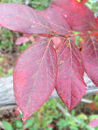 Image of Highbush blueberry