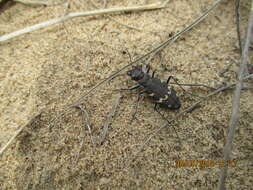 Image of Heath tiger beetle