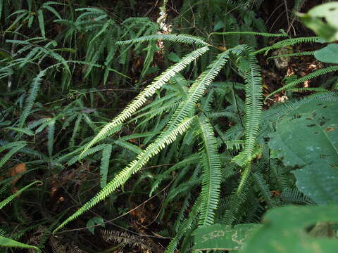 Image of Mexican Umbrella Fern