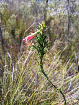 Image of Cosmelia rubra R. Br.