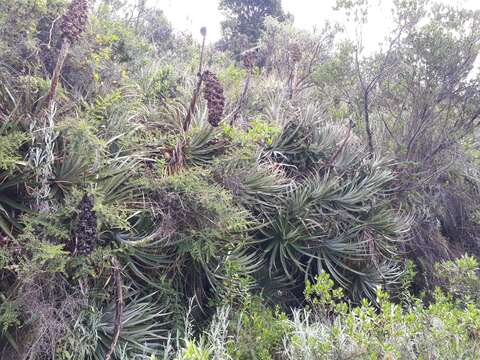 Imagem de Puya glomerifera Mez & Sodiro