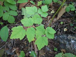 Imagem de Thalictrum tuberiferum Maxim.