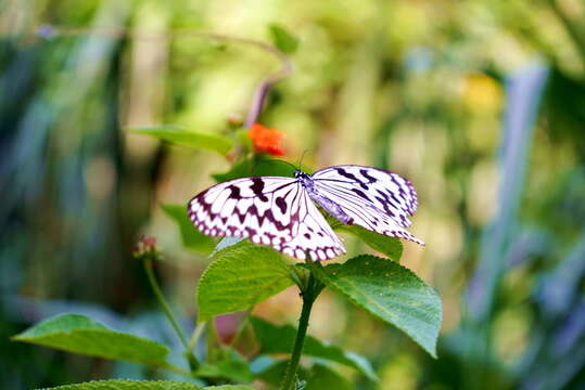 Image of Idea leuconoe Erichson 1834