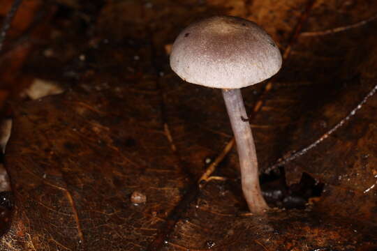 Image of Cortinarius perviolaceus Murrill 1946