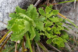 Image of Osmitopsis dentata (Thunb.) Bremer