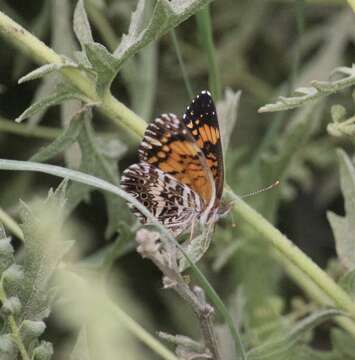 Image of Gorgone Checkerspot