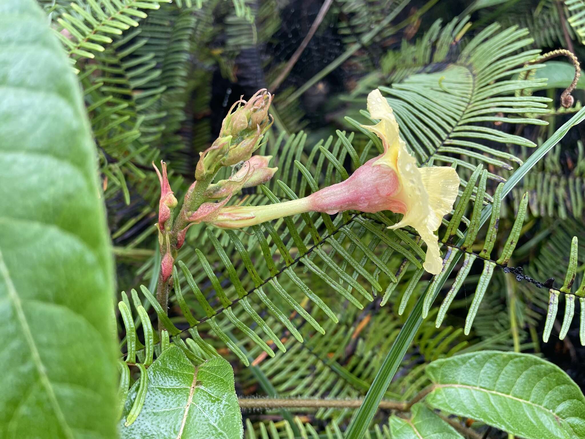 Image of Mandevilla hirsuta (Richard) Malme