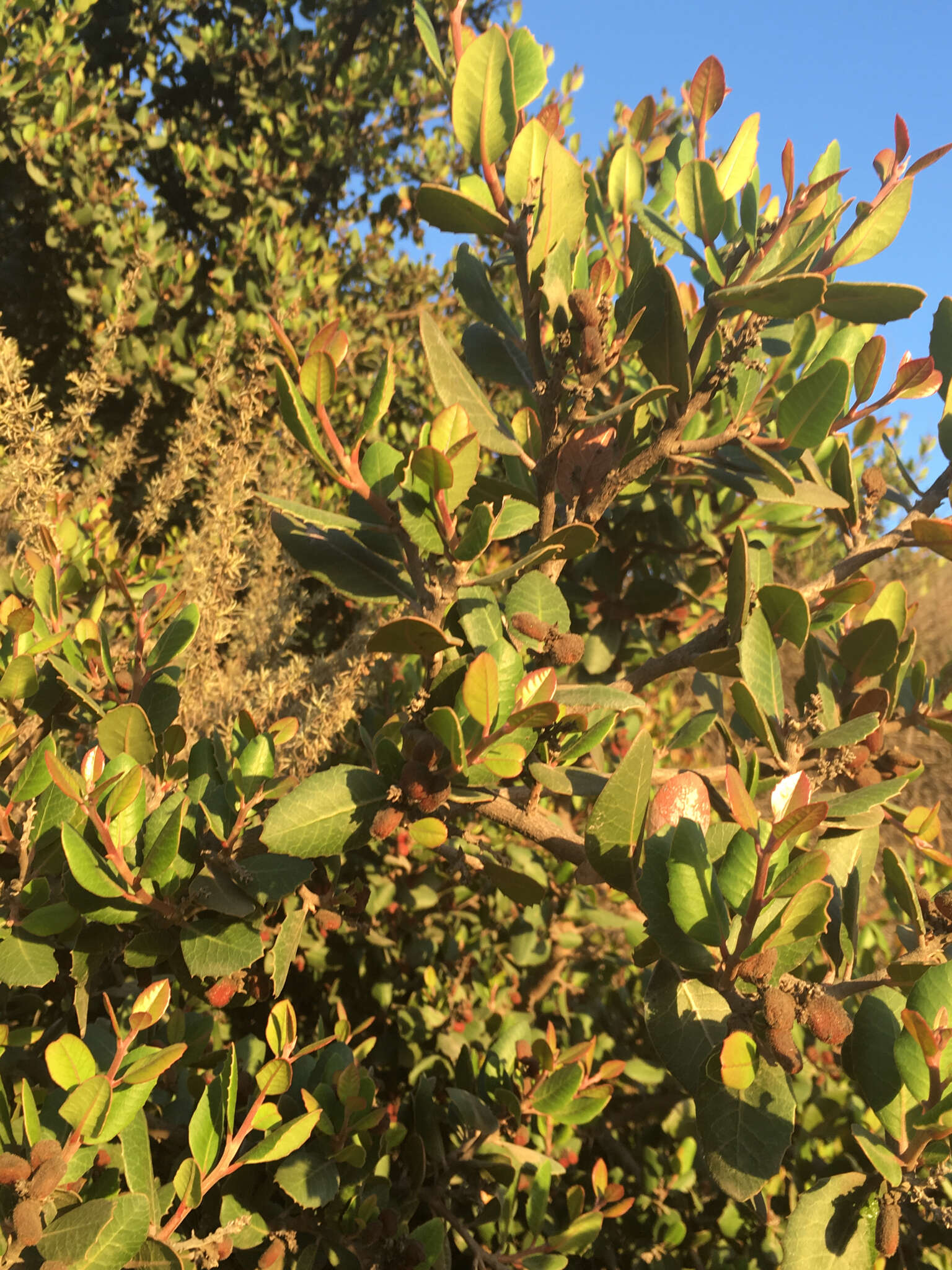 Image of lemonade sumac