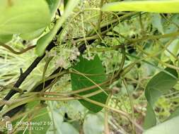 Image of Stephania abyssinica (Dill. & A. Rich.) Walp.