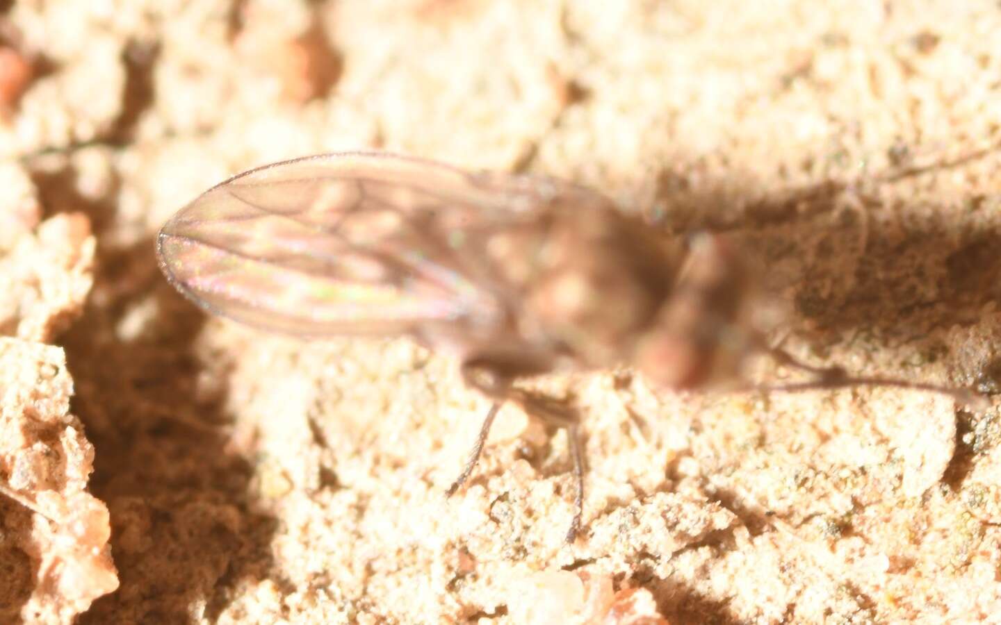 Image of Scatophila caviceps (Stenhammar 1844)