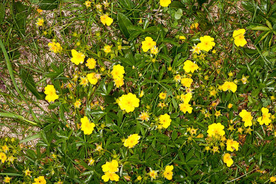 Image of Potentilla aurea L.