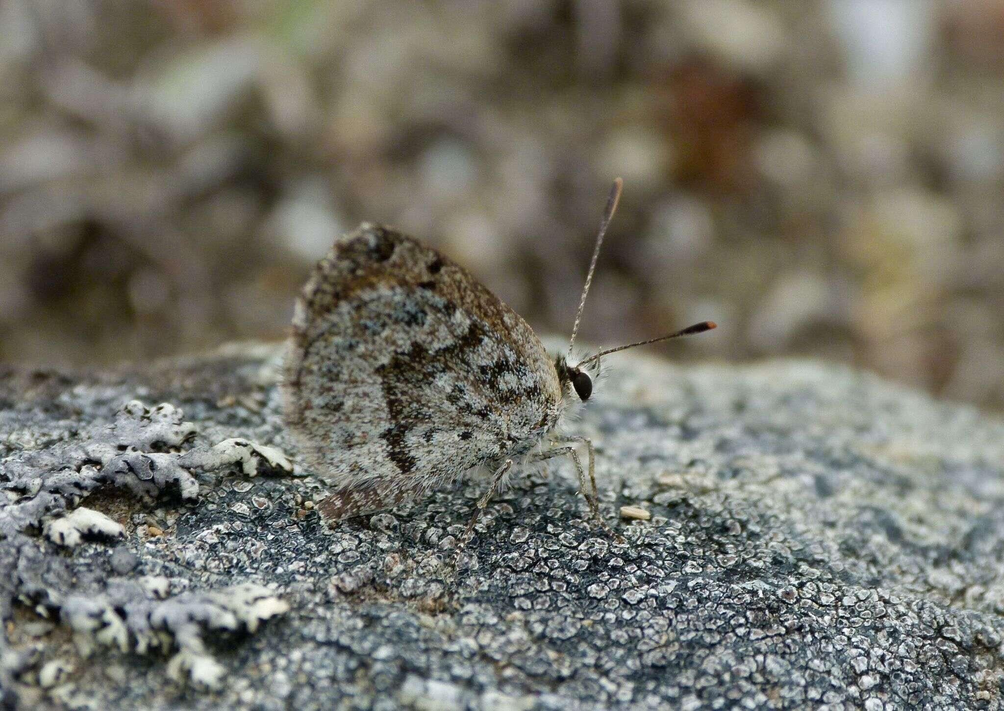 Image de Lycaena boldenarum White 1862