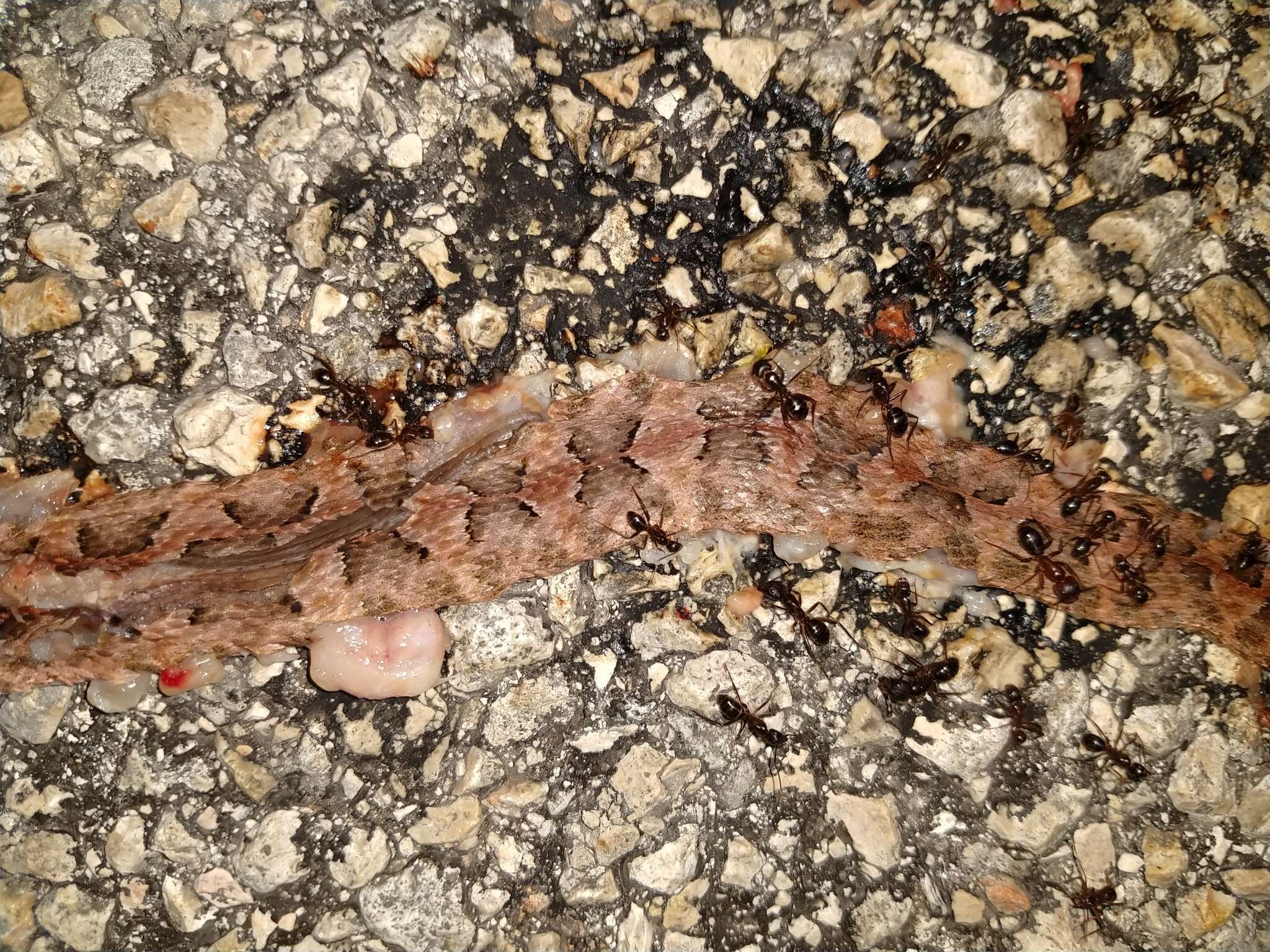 Image of Yucatán Hognose Viper