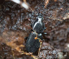 Imagem de Agonum (Agonum) placidum (Say 1823)