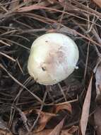 Image of Coker's Lavender Staining Amanita