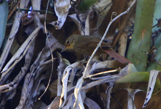 Image of Buff-browed Foliage-gleaner