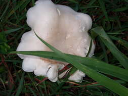 Image of Macrocybe crassa (Sacc.) Pegler & Lodge 1998