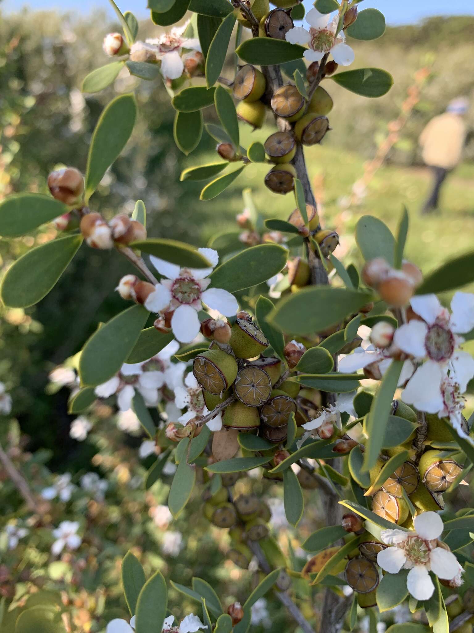 Image of Australian myrtle