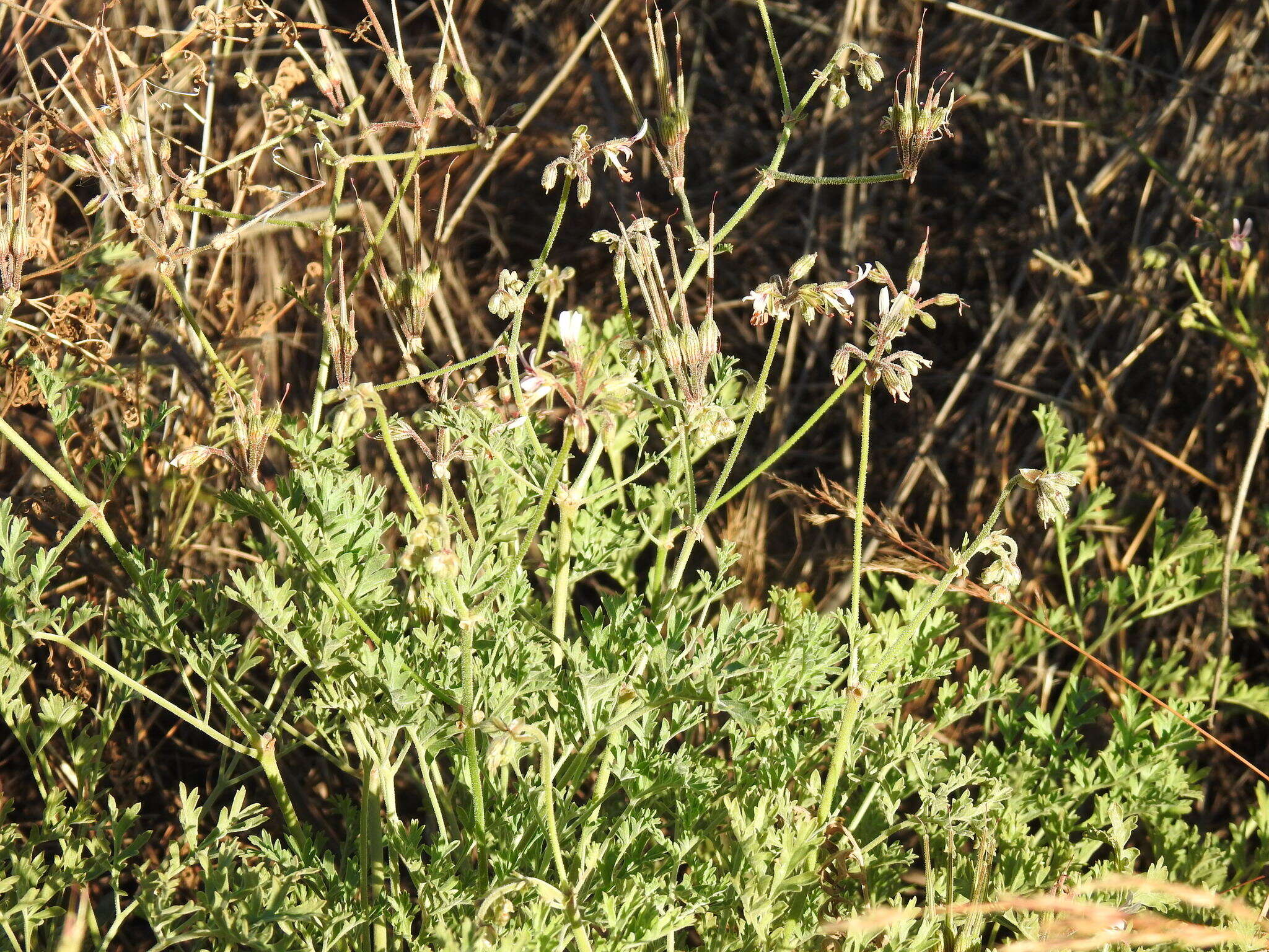 Image of Rock pelargonium